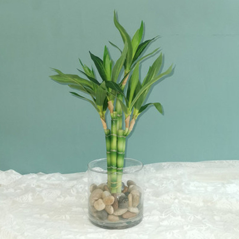 Aquarium Fish Land - Nuevo 40cm rFtificial Lucky Bamboo suculenta
