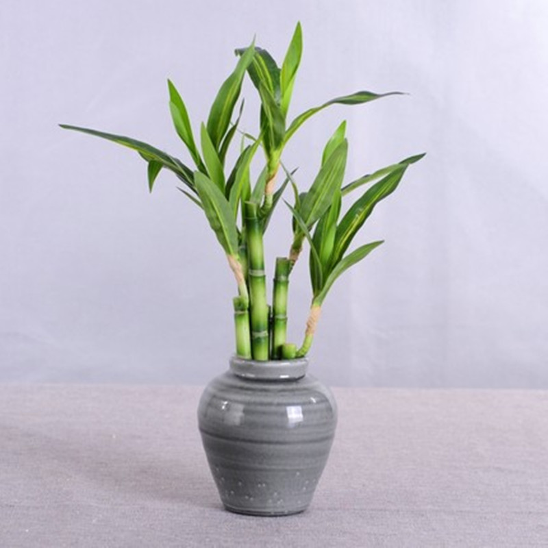 Nuevo 40cm rFtificial Lucky Ba - Aquarium Fish Land reseña y precio