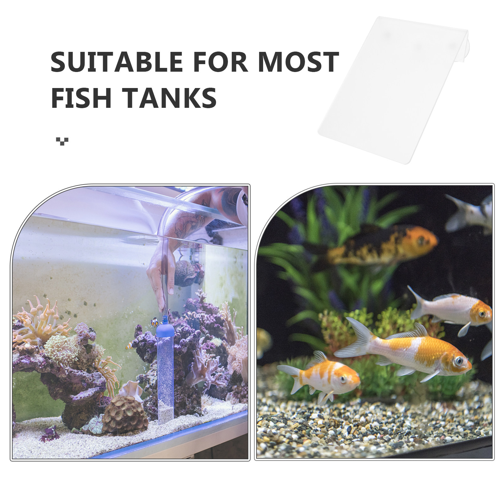 Plato de Cría de Peces Desmont - Aquarium Fish Discus reseña y precio