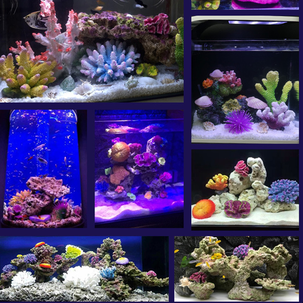 Adornos de acuario de arrecife - Aquarium Fish Discus reseña y precio